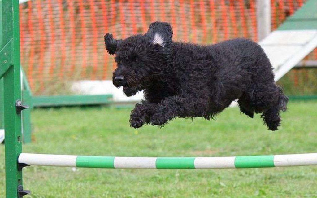 How to Incorporate Dog Training