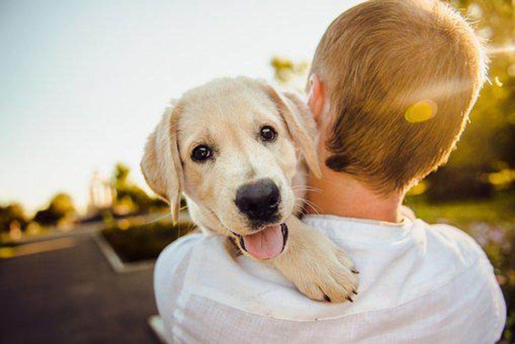 Physics To Heal Your Pets