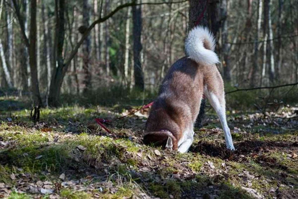 How to Stop Your Puppy or Dog From Digging Holes