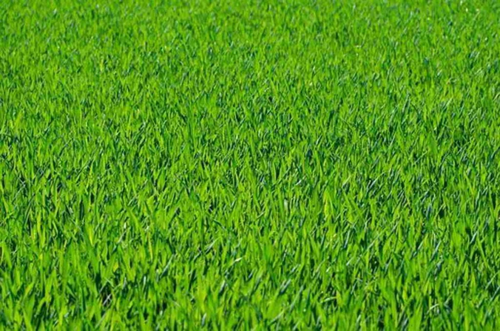 How to Have Lovely Green Lawns