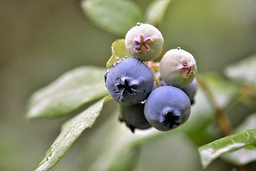 Growing Blueberry Plants