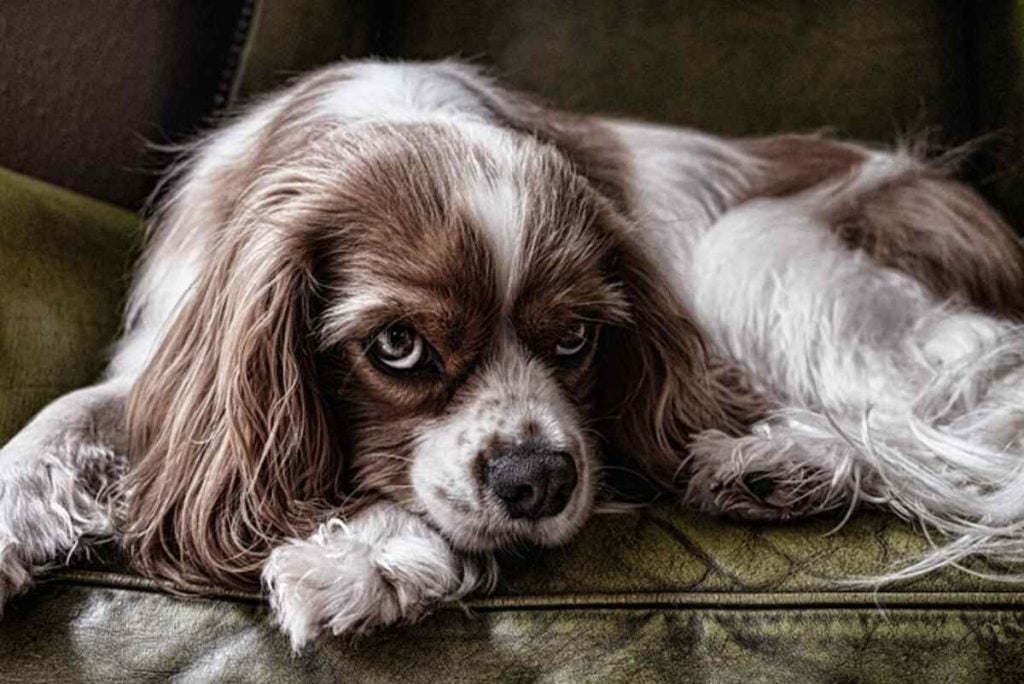 How to Buy A Purebred Dog