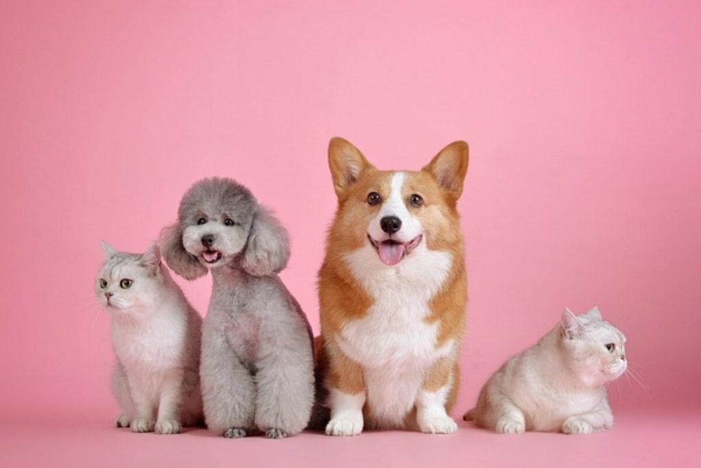 Treat Diarrhea in Dogs