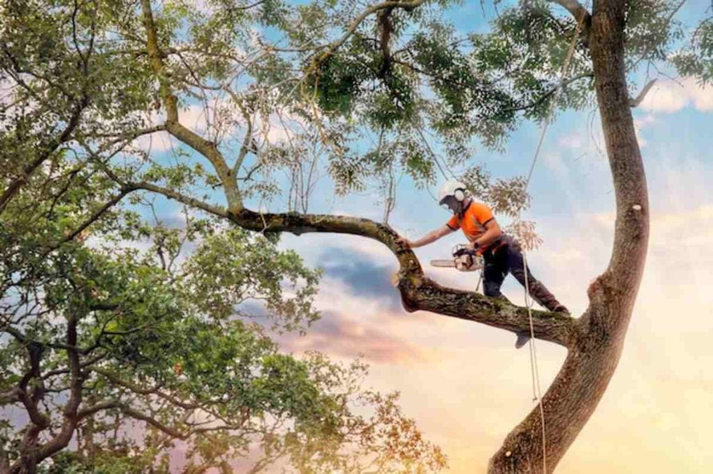 arborist Phoenix