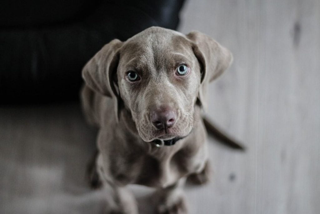 perfect dog names