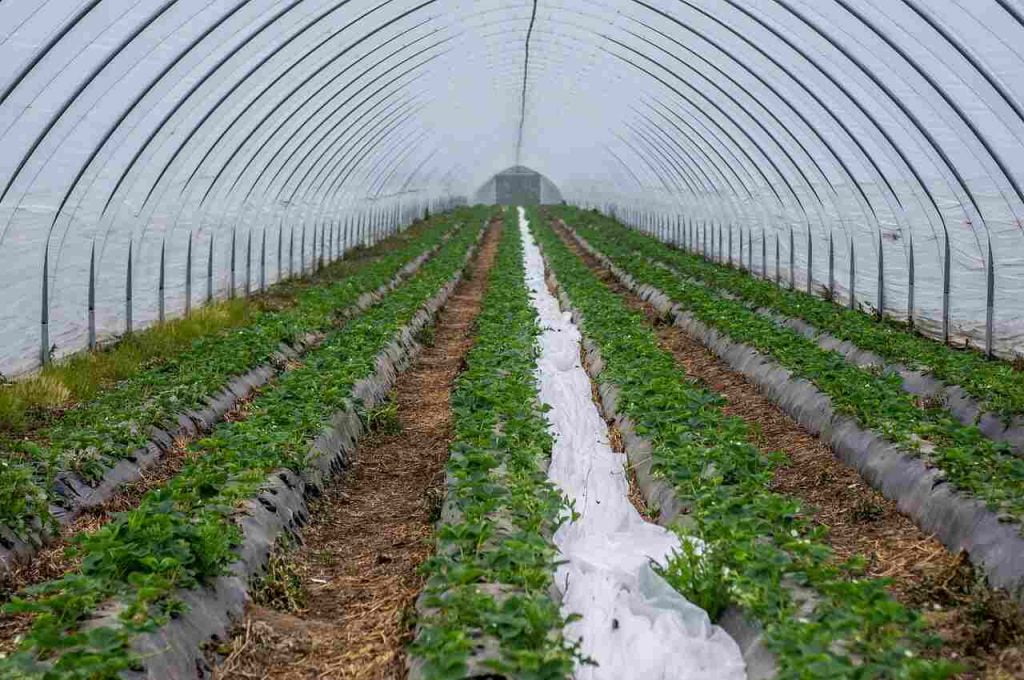Installing Drip Irrigation