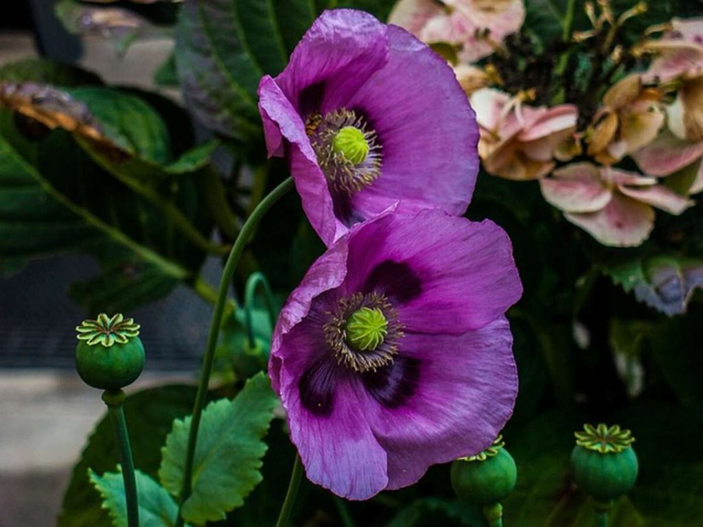 Unwashed poppy seeds