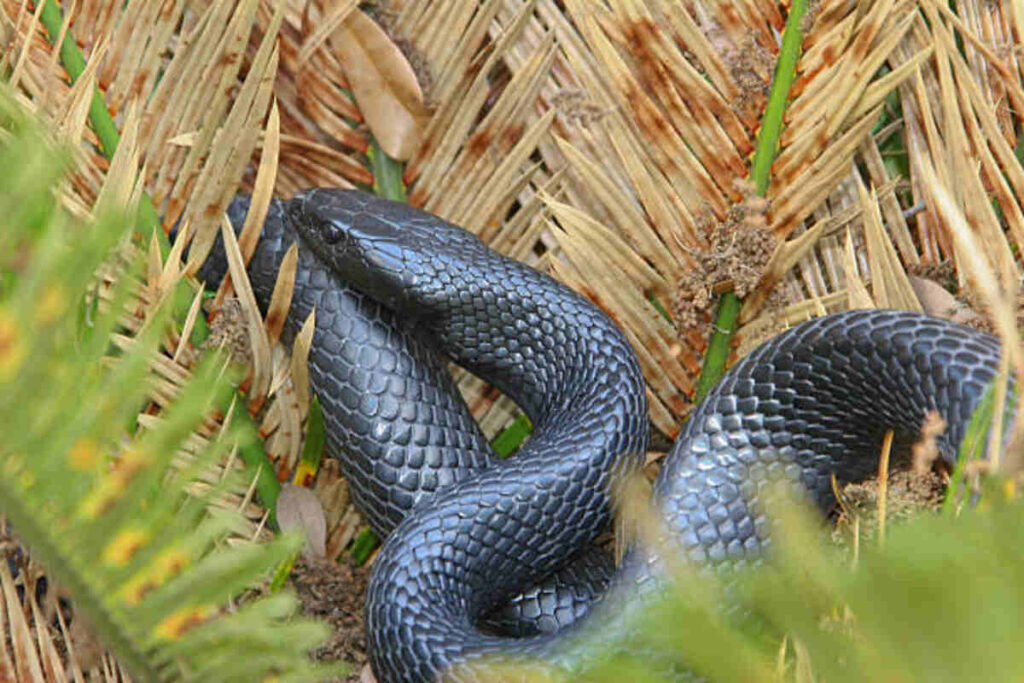 Threats Facing the Eastern Indigo Snake Today